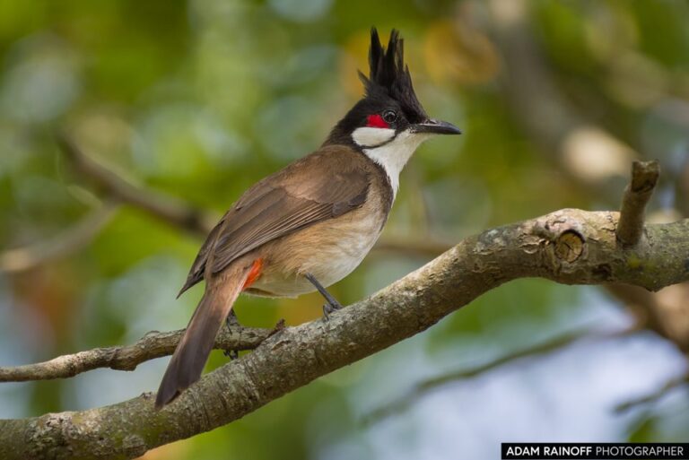 Red-whiskered Bulbul (Pycnonotus jocosus)