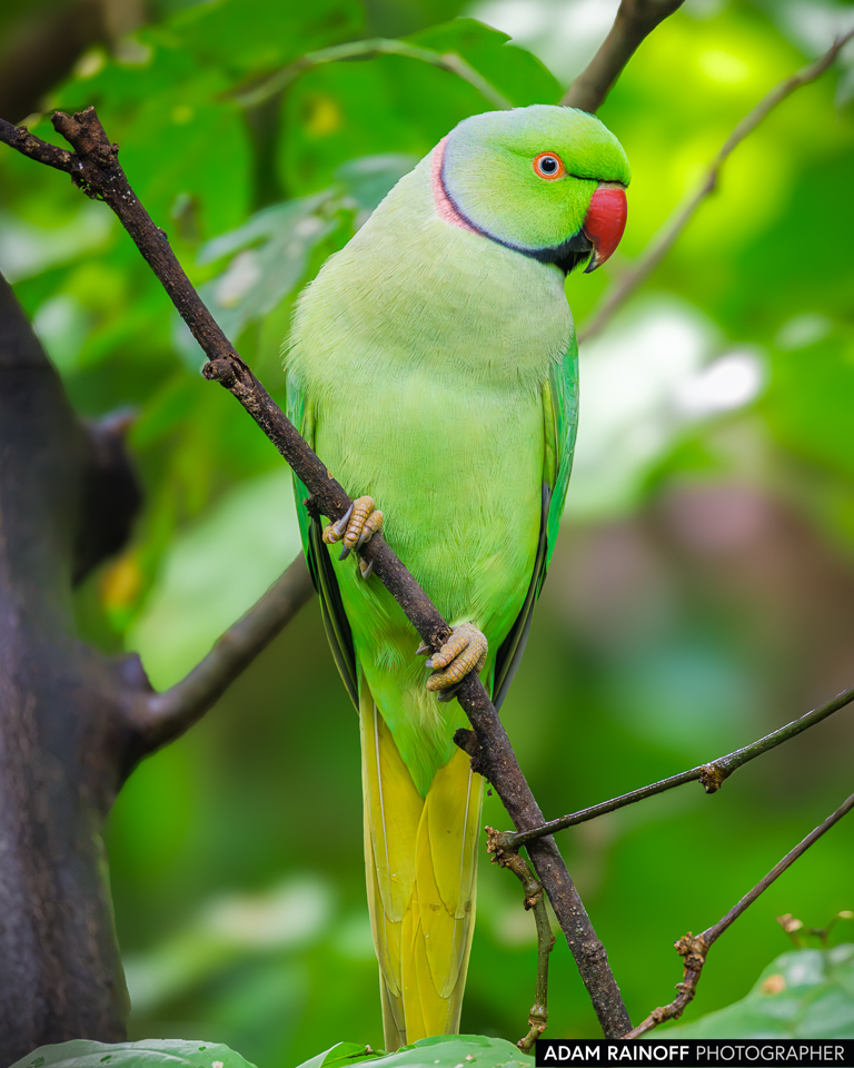 Rose-ringed Parakeet, photographed at Sanjay Van, New Delhi, Delhi, India