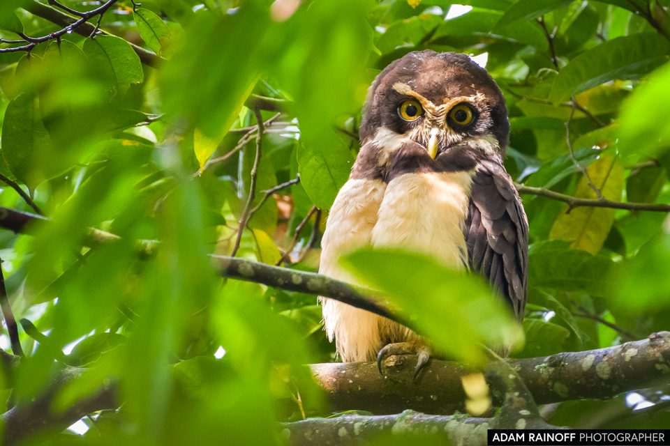 Spectacled Owl, photographed at Ecoparque Alcázares Arenillo, Manizales, Caldas, Colombia