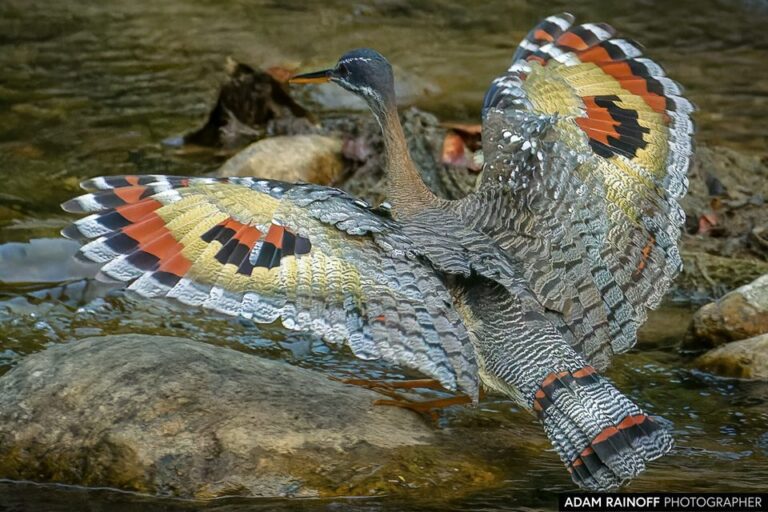 Sunbittern (Eurypyga helias)