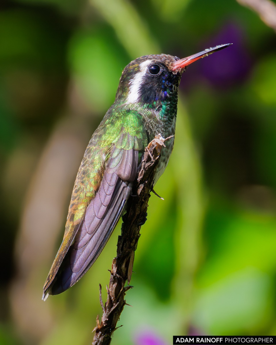 White-eared Hummingbird (Basilinna leucotis) en Celaque