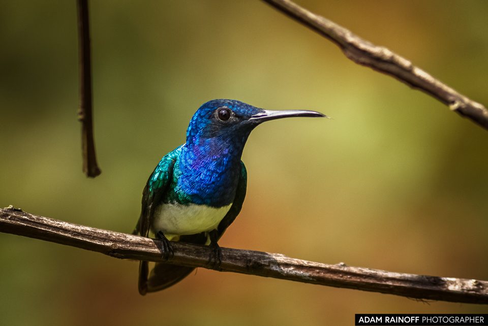 White-necked Jacobin, photographed at Jardín Botánico del Quindío, Calarcá, Quindío, Colombia