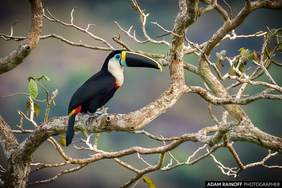 White-throated Toucan, photographed at San Juan de Arama, Meta, Colombia