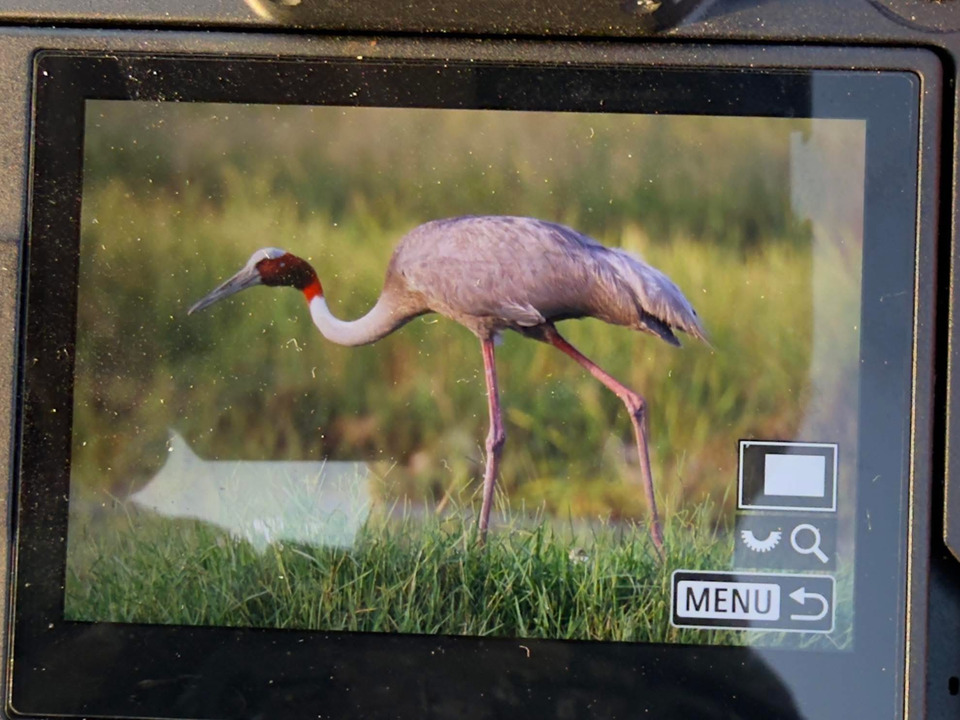 Una Sarus Crane (Antigone antigone) en la pantalla de mi cámara, en el campo.