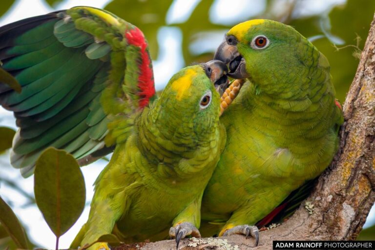 Yellow-crowned Amazon (Amazona ochrocephala)
