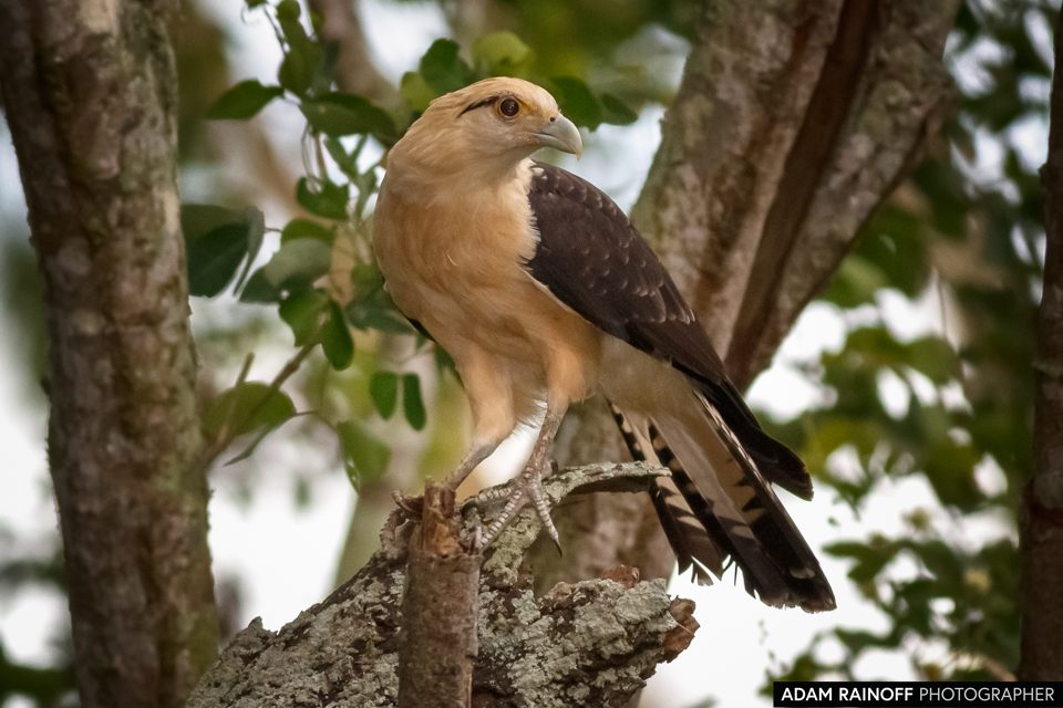 Yellow-headed Caracara, photographed at Charca de Guarinocito, La Dorada, Caldas, Colombia